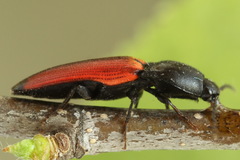 Ampedus praeustus