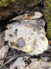 Laetiporus portentosus