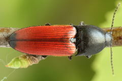 Ampedus praeustus