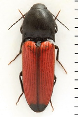 Ampedus praeustus