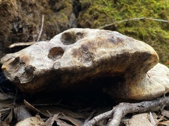 Laetiporus portentosus