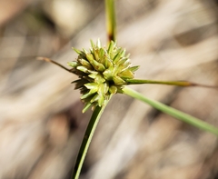 Cyperus lupulinus macilentus