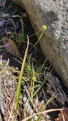 Cyperus lupulinus macilentus