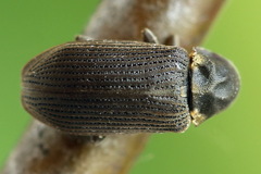 Hadrobregmus pertinax