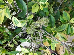 Chamaeleo zeylanicus