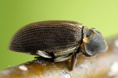 Hadrobregmus pertinax