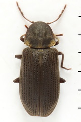 Hadrobregmus pertinax