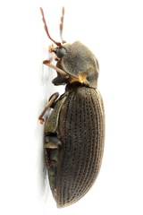 Hadrobregmus pertinax