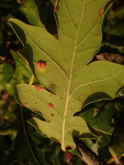 Neuroterus quercusbaccarum