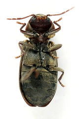 Hadrobregmus pertinax