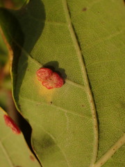 Neuroterus quercusbaccarum