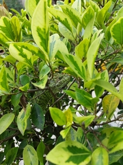 Chamaeleo zeylanicus