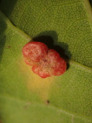 Neuroterus quercusbaccarum