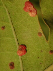 Neuroterus quercusbaccarum