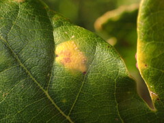 Neuroterus quercusbaccarum