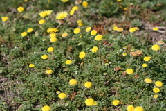 Cotula discolor