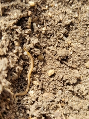 Haplophilus subterraneus