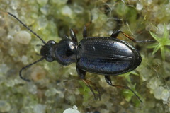 Bembidion lampros