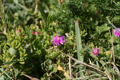 Drosanthemum candens