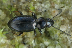Bembidion lampros