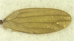 Ctenarytaina insularis