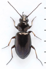 Bembidion lampros