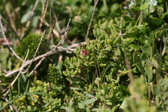 Drosanthemum candens