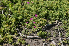 Drosanthemum candens