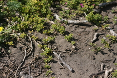 Drosanthemum candens