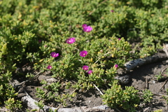 Drosanthemum candens