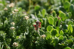 Indigofera tomentosa