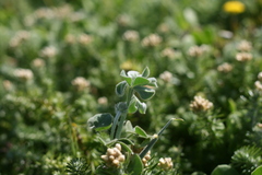 Indigofera tomentosa