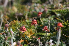 Indigofera tomentosa