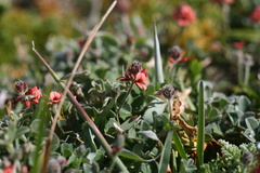 Indigofera tomentosa