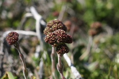 Crassula nudicaulis