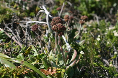 Crassula nudicaulis