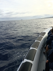 Balaenoptera borealis