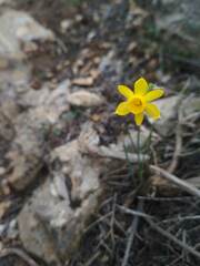 Narcissus assoanus