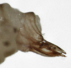 Ctenarytaina insularis