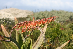 Gasteria acinacifolia