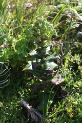 Bonatea speciosa