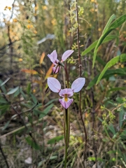 Diuris punctata