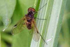 Chrysopilus
