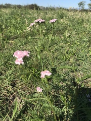 Achillea roseo-alba