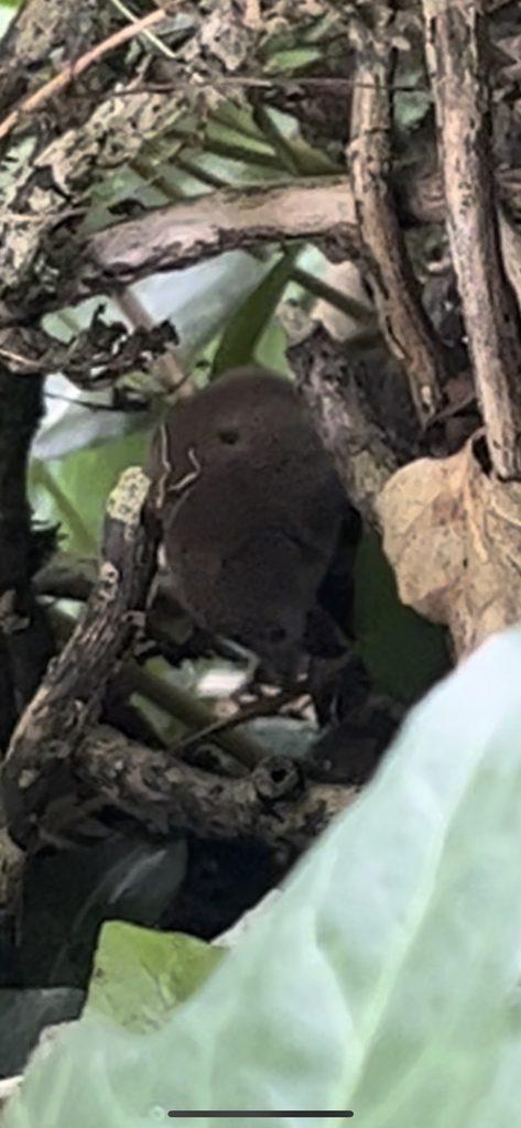 Voles, Lemmings, and Muskrats from Dartmoor Zoo, Plymouth, England, GB ...