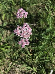 Achillea roseo-alba