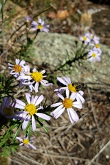 Ionactis linariifolia