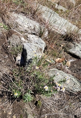 Ionactis linariifolia