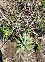 Ionactis linariifolia