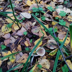 Rhodocollybia asema